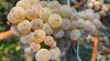 Sekt Pinot Blanc brut-nature Jahrgangs-Sekt 2018
